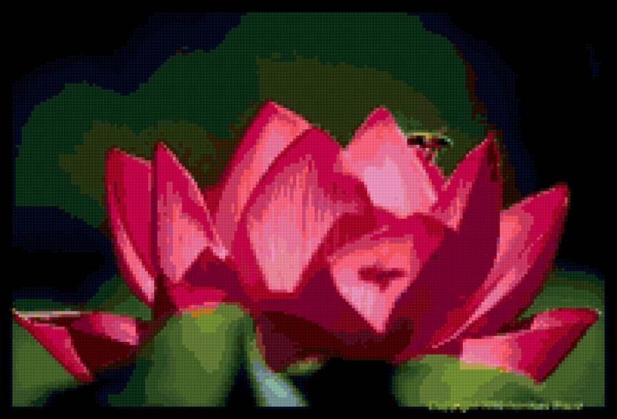 лотос - цветы. лотос - предпросмотр