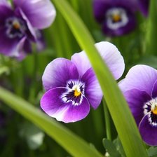 Схема вышивки «№9654»