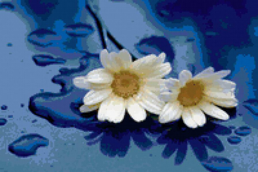 хризантема - цветы - предпросмотр