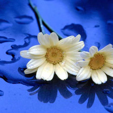 хризантема