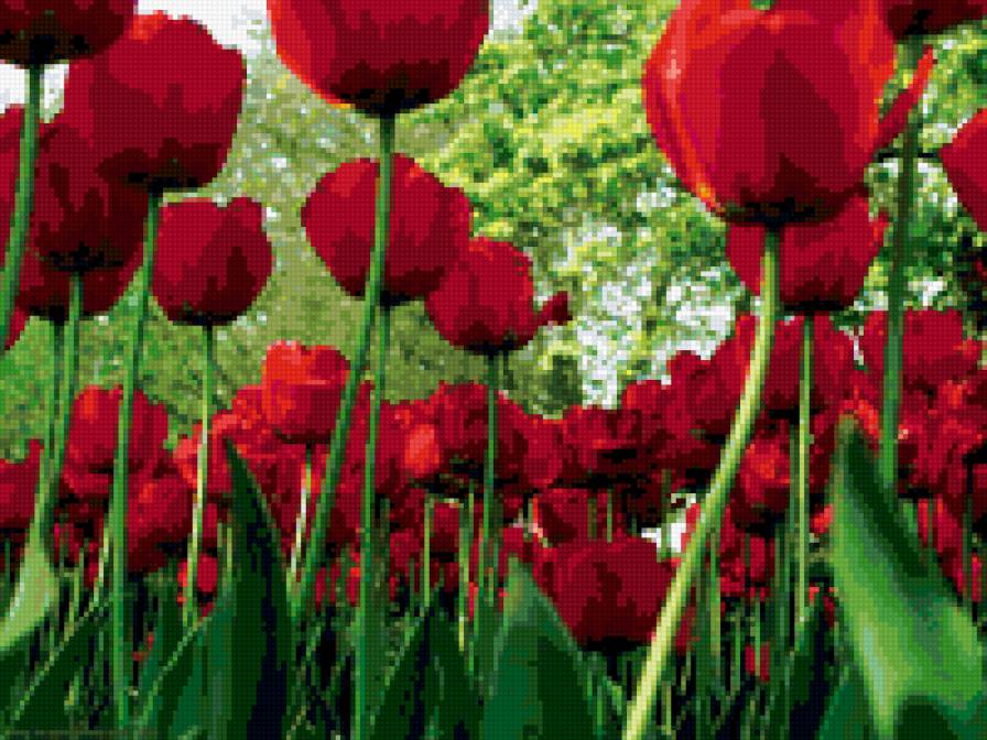 поле тюльпанов - тюльпаны, цветы, поле - предпросмотр