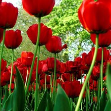 Схема вышивки «поле тюльпанов»