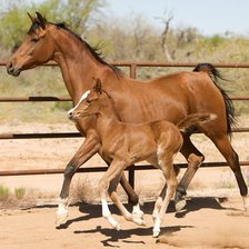 Схема вышивки «первая прогулка»