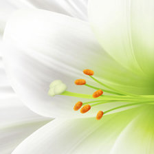 Схема вышивки «белоснежная безупречность»