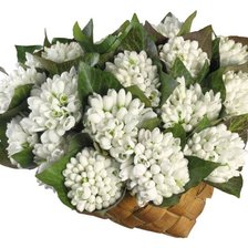 подснежники