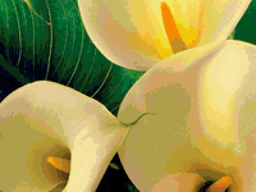 каллы - цветы - предпросмотр