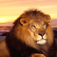 Схема вышивки «царь зверей»