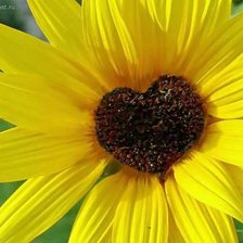 Схема вышивки «сердце»