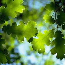 Схема вышивки «дуб»