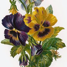 Схема вышивки «№84202»