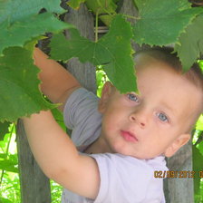 Схема вышивки «МАКСИМКА»