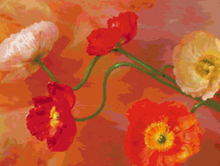 Прекрасные маки - цветы - предпросмотр