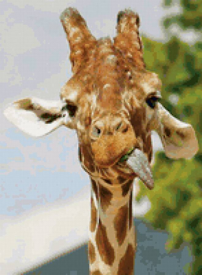 жираф - жираф - предпросмотр