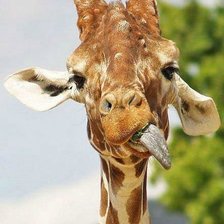 Схема вышивки «жираф»