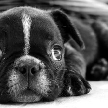 Схема вышивки «собачка»