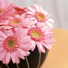 Схема вышивки «герберы»