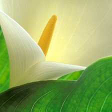 Схема вышивки «каллы»