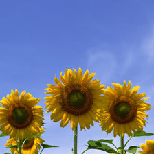 Схема вышивки «подсолнухи»