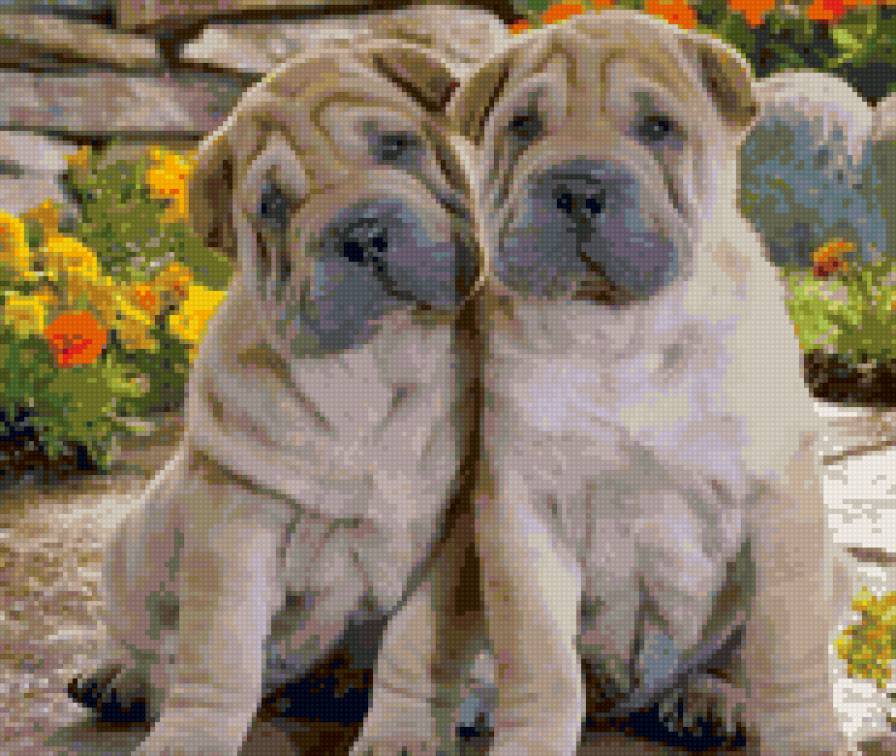 Два шарпея - предпросмотр