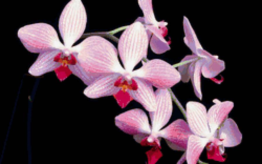 Орхидея на черном - цветы - предпросмотр