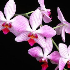 Схема вышивки «Орхидея на черном»