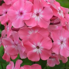 Схема вышивки «Цветочная подушка»