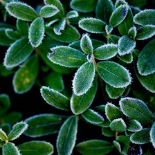 Схема вышивки «Иней»