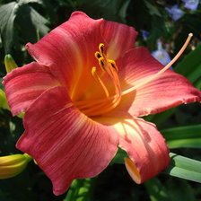 Схема вышивки «Лилия»