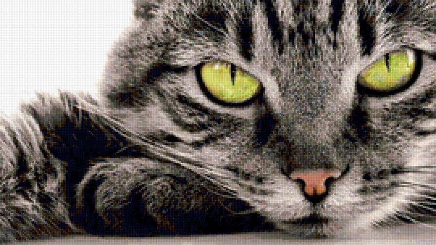 Почти хищник - животные, котенок, кошка - предпросмотр