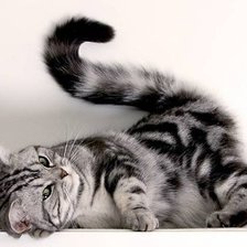 Схема вышивки «Пушистый позёр»