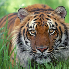 Схема вышивки «Милый хищник»