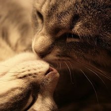 Схема вышивки «влюбленные коты»