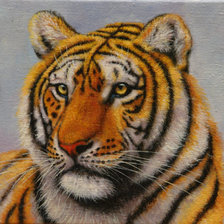 Схема вышивки «Серия "Большие кошки"»