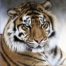 Схема вышивки «Серия "Большие кошки"»