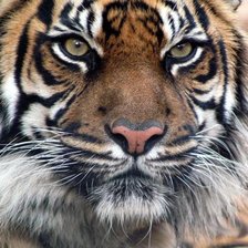 Схема вышивки «47»