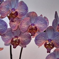 Схема вышивки «Орхидея»