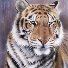 Схема вышивки «Серия "Большие кошки"»