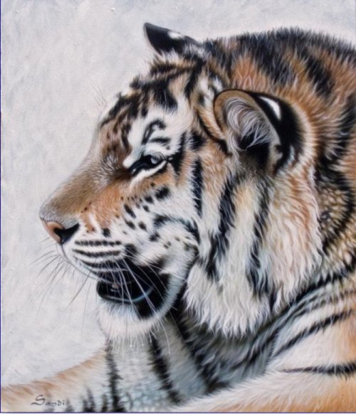 Серия "Большие кошки" - кошки, животные, тигры - оригинал