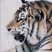 Схема вышивки «Серия "Большие кошки"»