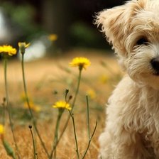 Схема вышивки «№85512»