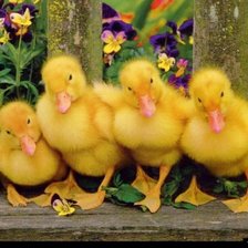 Схема вышивки «№85521»