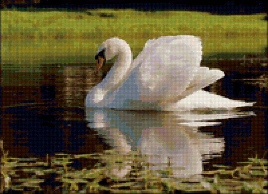 грация - лебедь, озеро, птица - предпросмотр