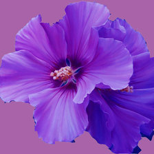 Схема вышивки «цветок»