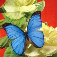 Схема вышивки «бабочка»