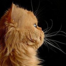 Схема вышивки «персидский кот»