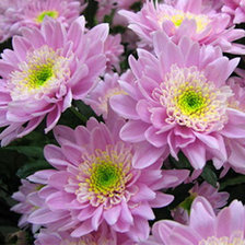 Схема вышивки «№86094»