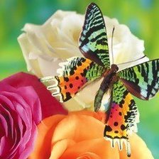 Схема вышивки «бабочка»