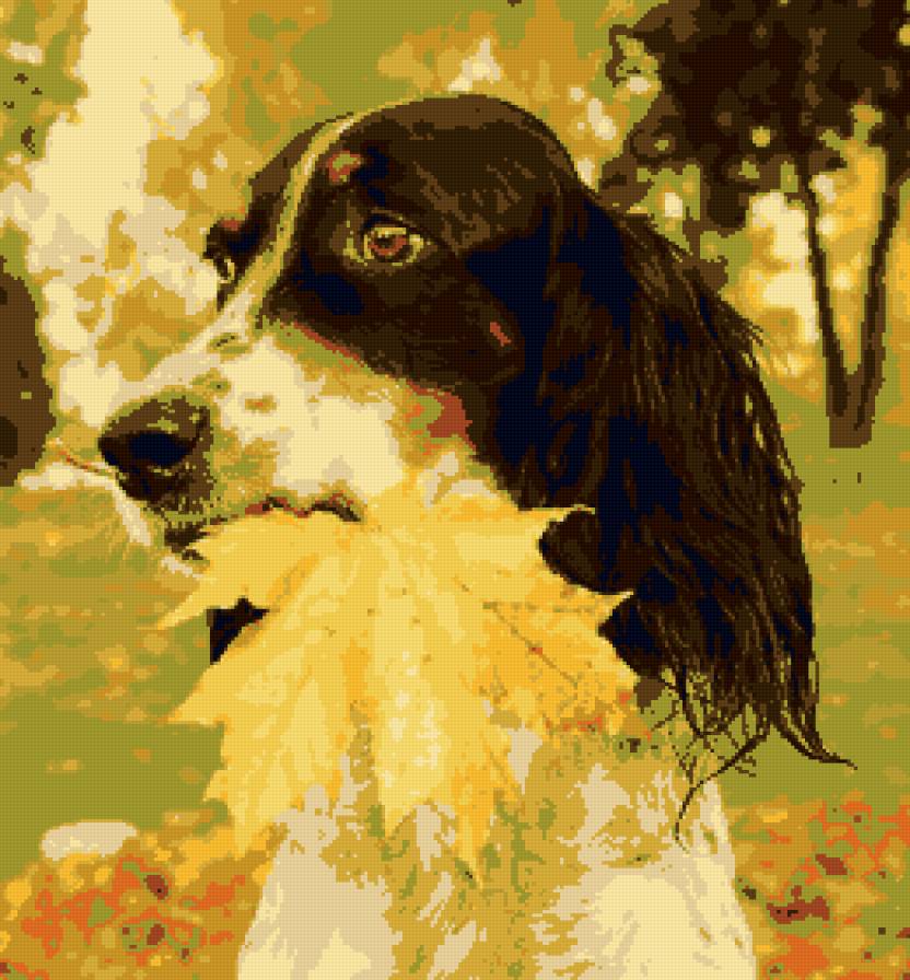 Спаниель - осень, животные, собака - предпросмотр