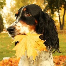 Схема вышивки «Спаниель»
