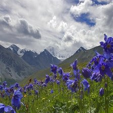 Схема вышивки «Горные цветы»